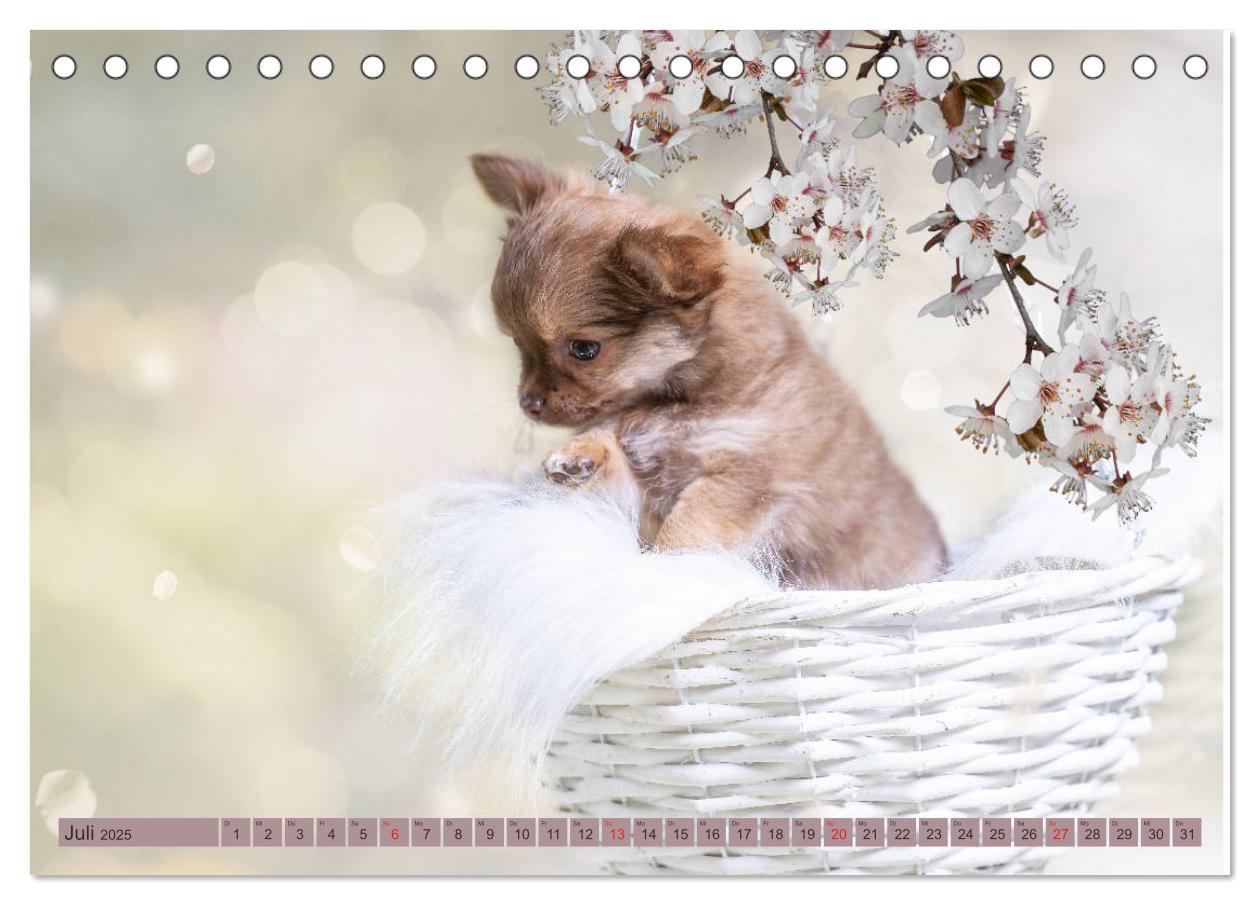 Bild: 9783435286645 | Chihuahua-Babys - Amy und Angel im Studio (Tischkalender 2025 DIN...