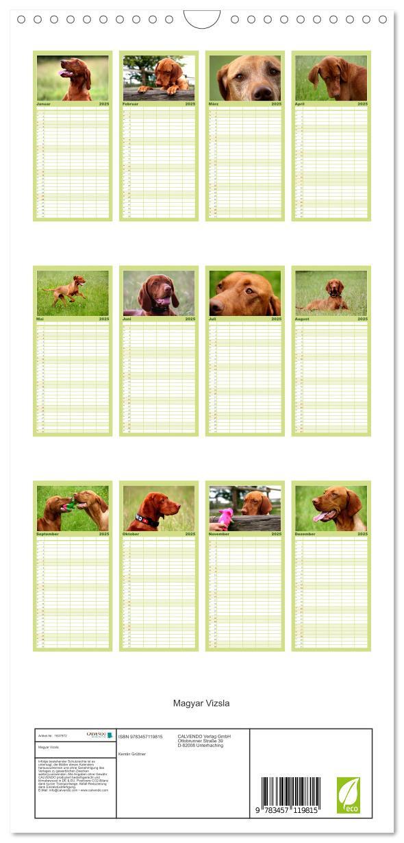 Bild: 9783457119815 | Familienplaner 2025 - Magyar Vizsla mit 5 Spalten (Wandkalender, 21...