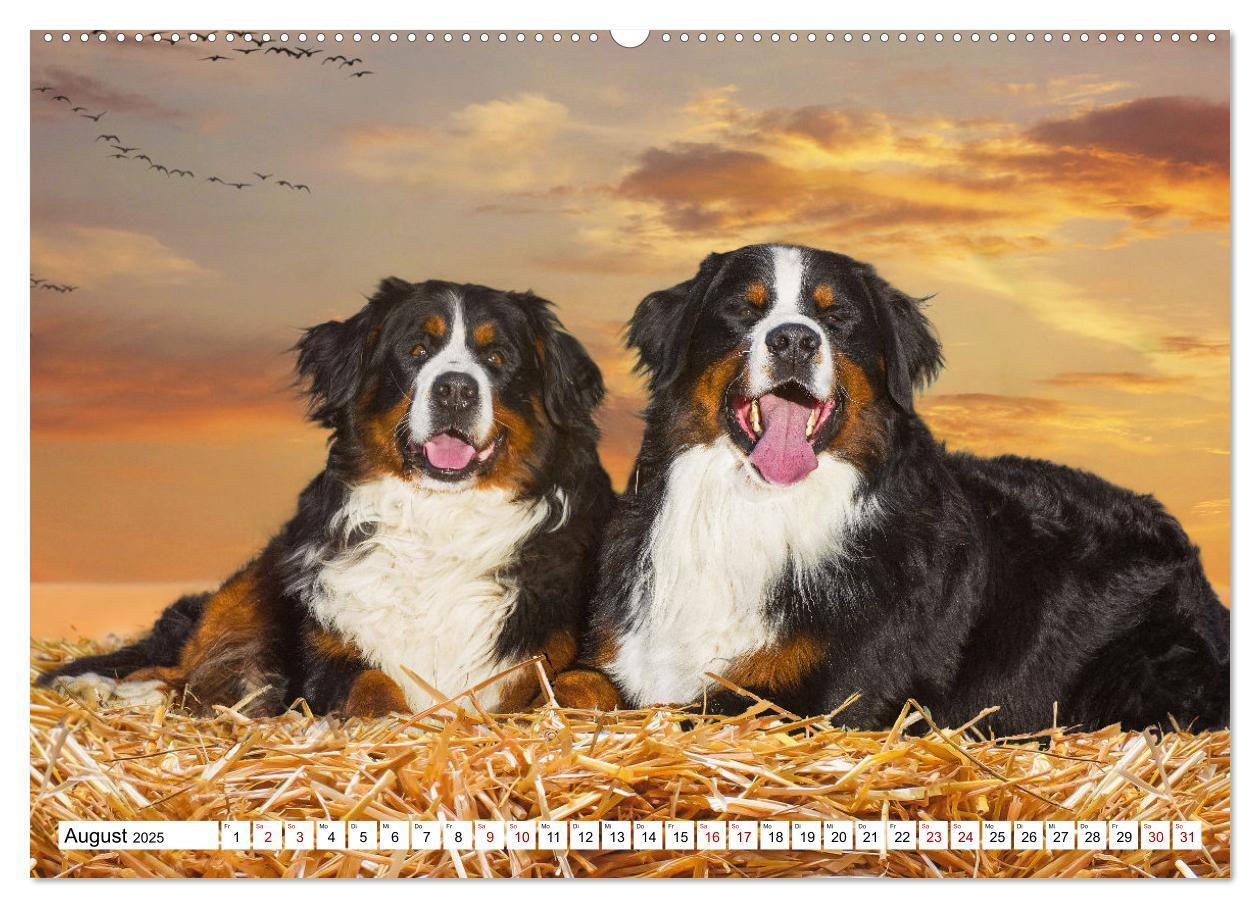 Bild: 9783383924613 | Berner Sennenhund - Eine Liebe für´s Leben (Wandkalender 2025 DIN...