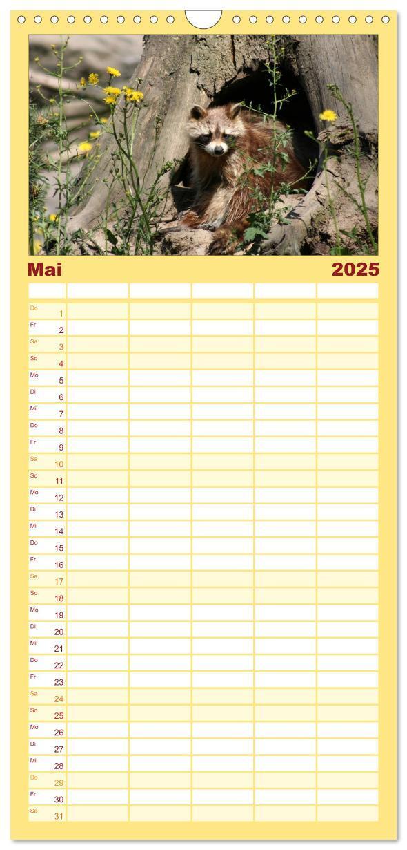 Bild: 9783457124765 | Familienplaner 2025 - Waschbären mit 5 Spalten (Wandkalender, 21 x...