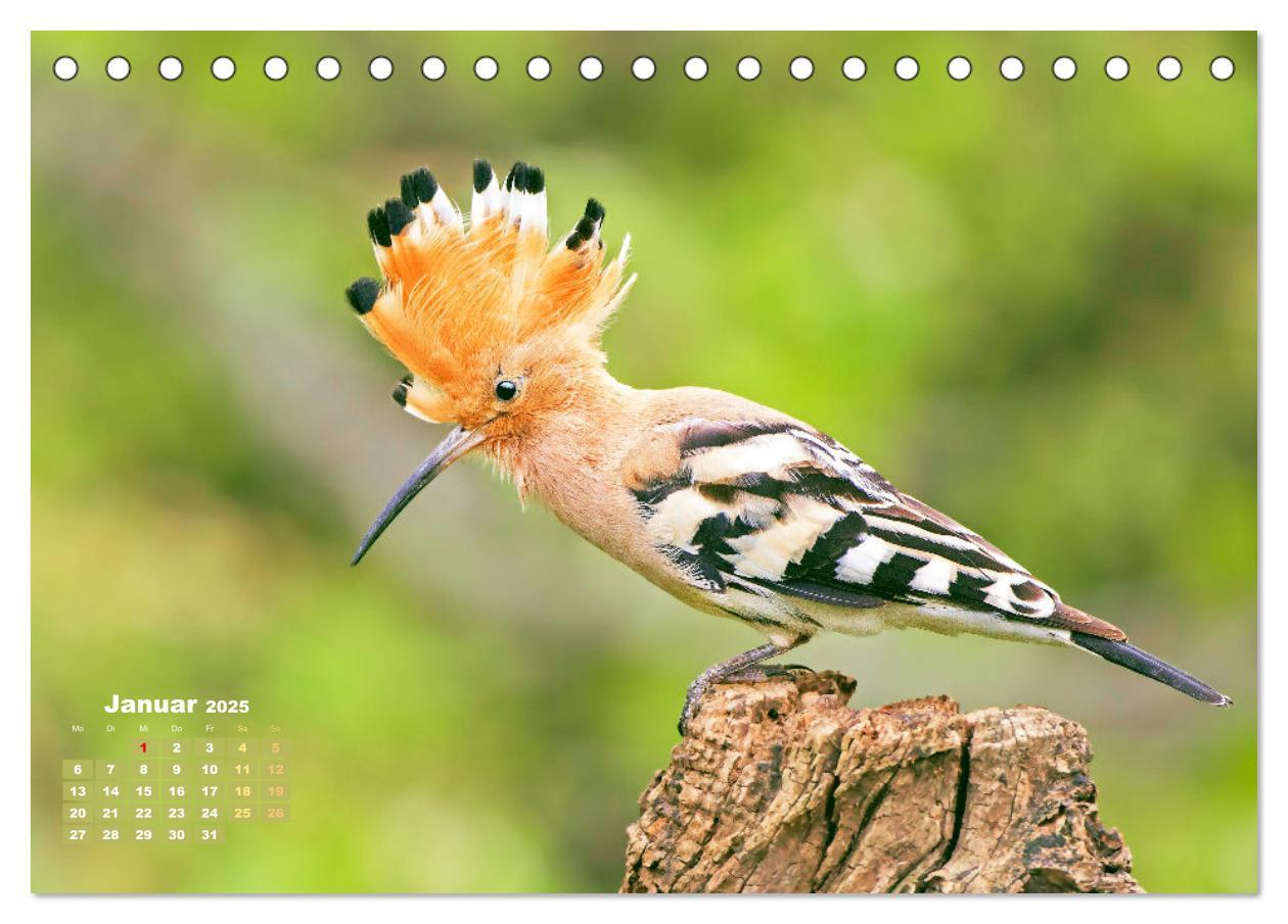 Bild: 9783383875182 | Amsel, Fink und Star: Heimische Vögel (Tischkalender 2025 DIN A5...