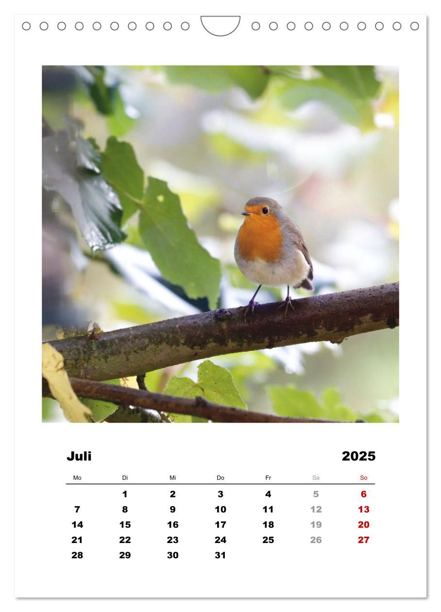 Bild: 9783435929955 | Rotkehlchen, süße kleine Knutschkugeln (Wandkalender 2025 DIN A4...