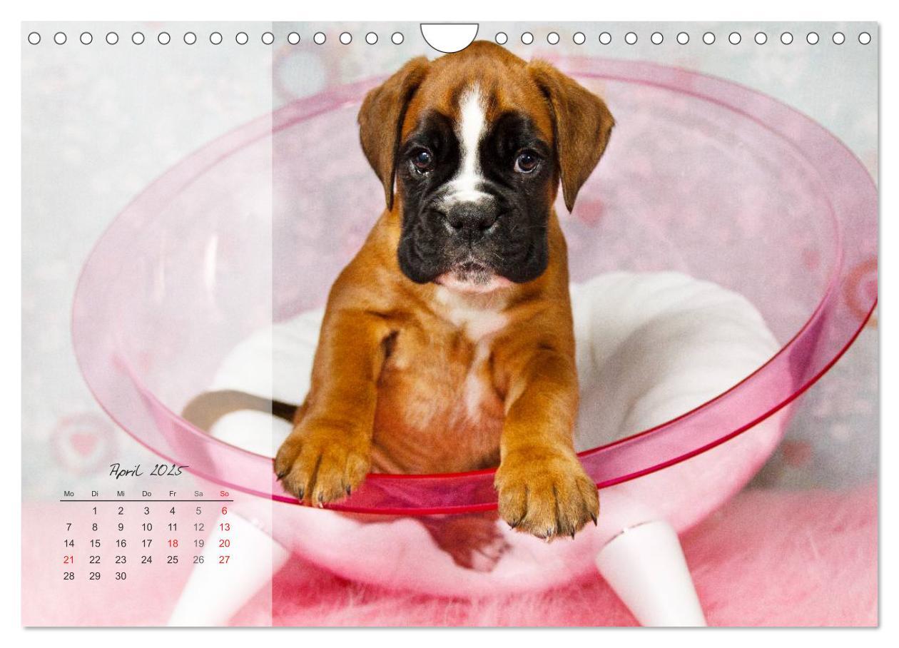 Bild: 9783435823345 | Deutscher Boxer 2025 (Wandkalender 2025 DIN A4 quer), CALVENDO...