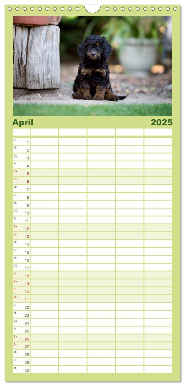 Bild: 9783457125427 | Familienplaner 2025 - Pudel mit 5 Spalten (Wandkalender, 21 x 45...