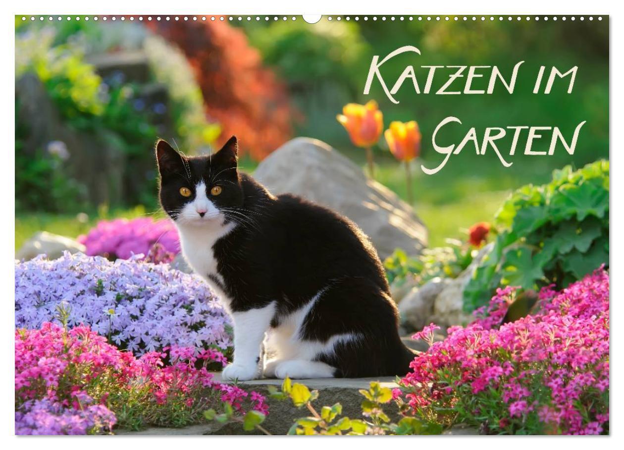 Cover: 9783435811809 | Katzen im Garten (Wandkalender 2025 DIN A2 quer), CALVENDO...