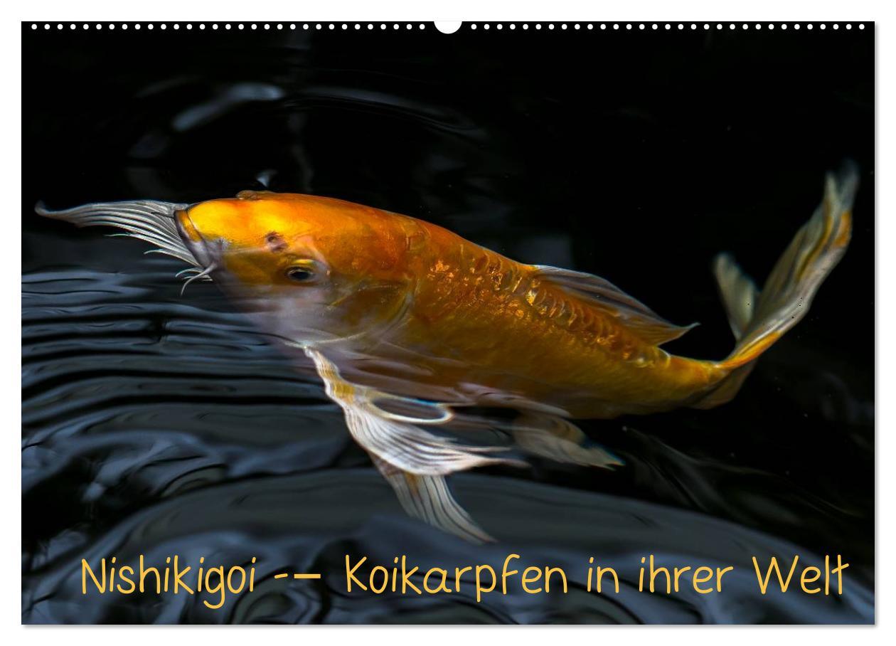 Cover: 9783435477227 | Nishikigoi ¿ Koikarpfen in ihrer Welt (Wandkalender 2025 DIN A2...