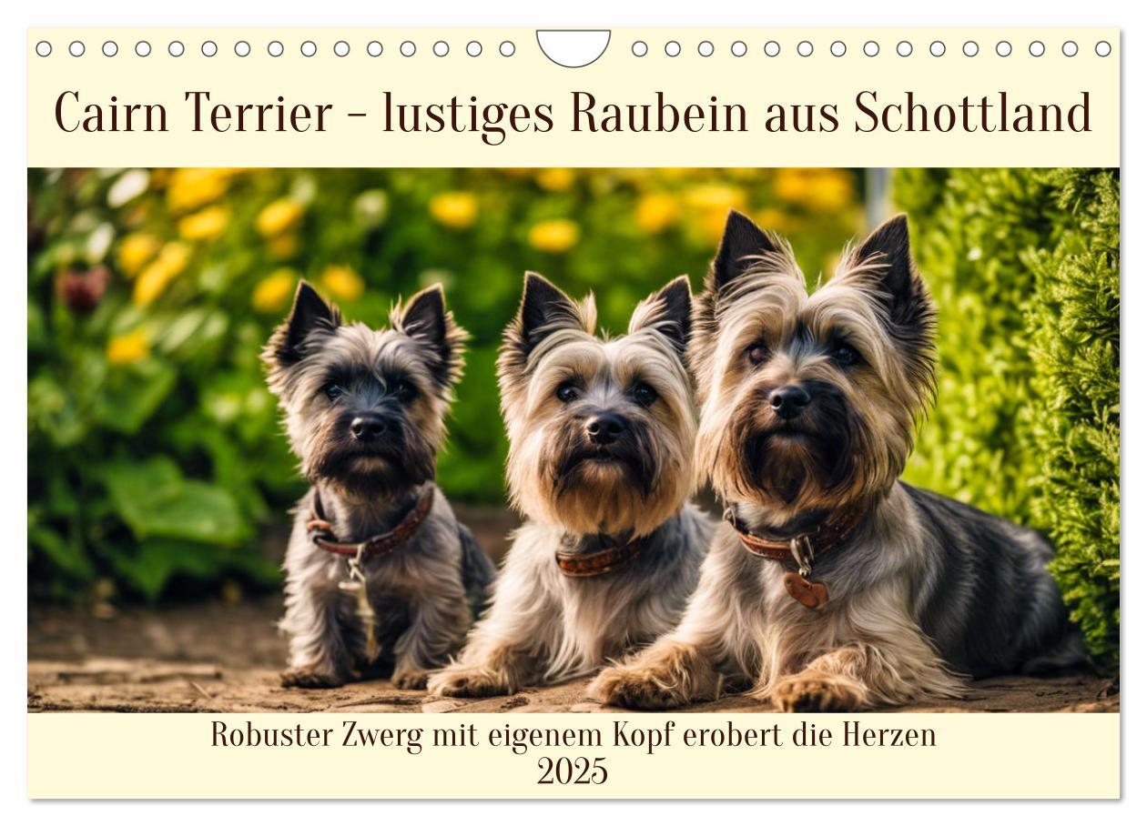 Cover: 9783435408429 | Cairn Terrier - lustiges Raubein aus Schottland (Wandkalender 2025...