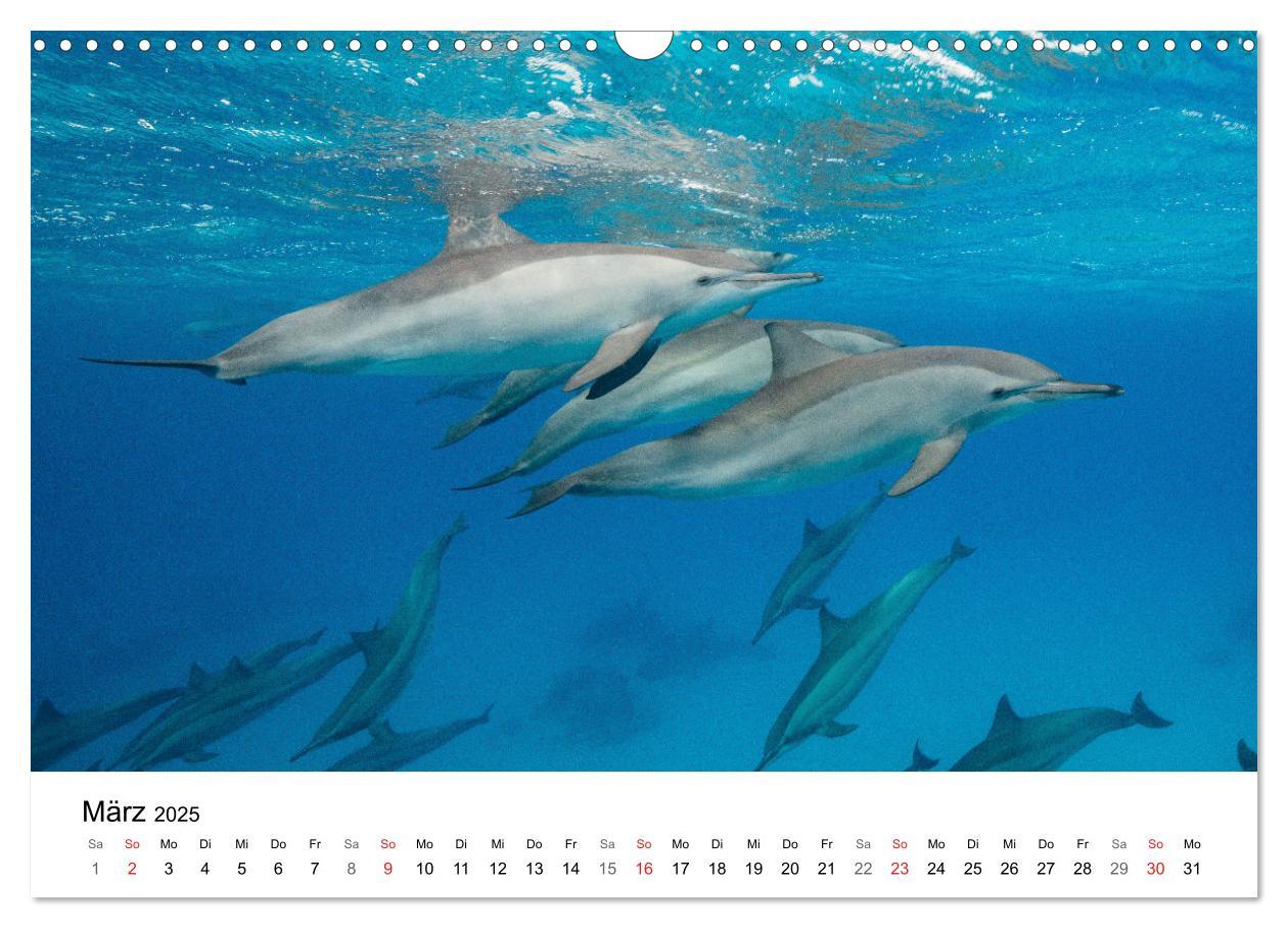 Bild: 9783435615469 | Highlights aus dem Meer - Tauchkalender (Wandkalender 2025 DIN A3...