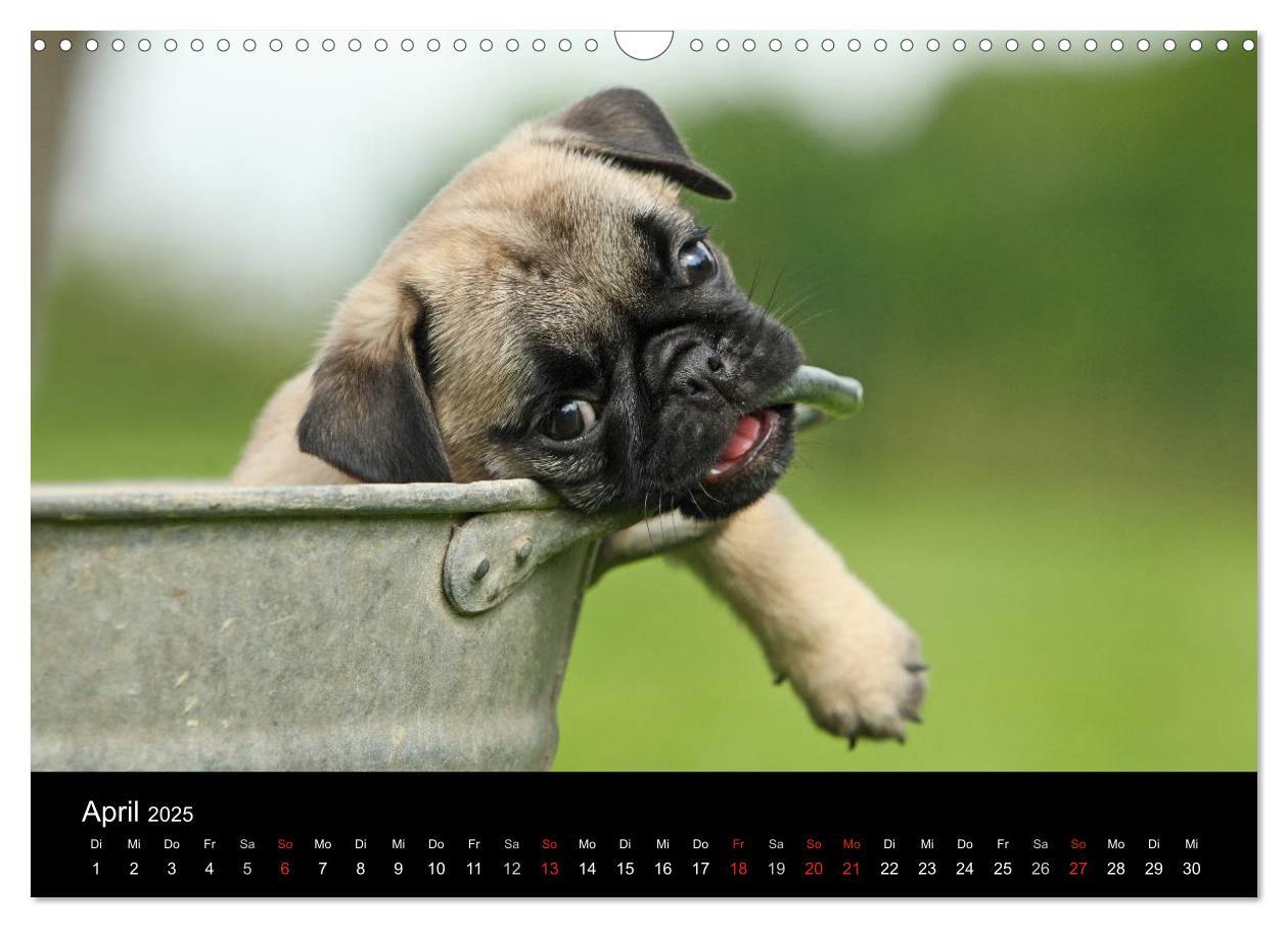 Bild: 9783435770557 | Der MOPS-Kalender (Wandkalender 2025 DIN A3 quer), CALVENDO...