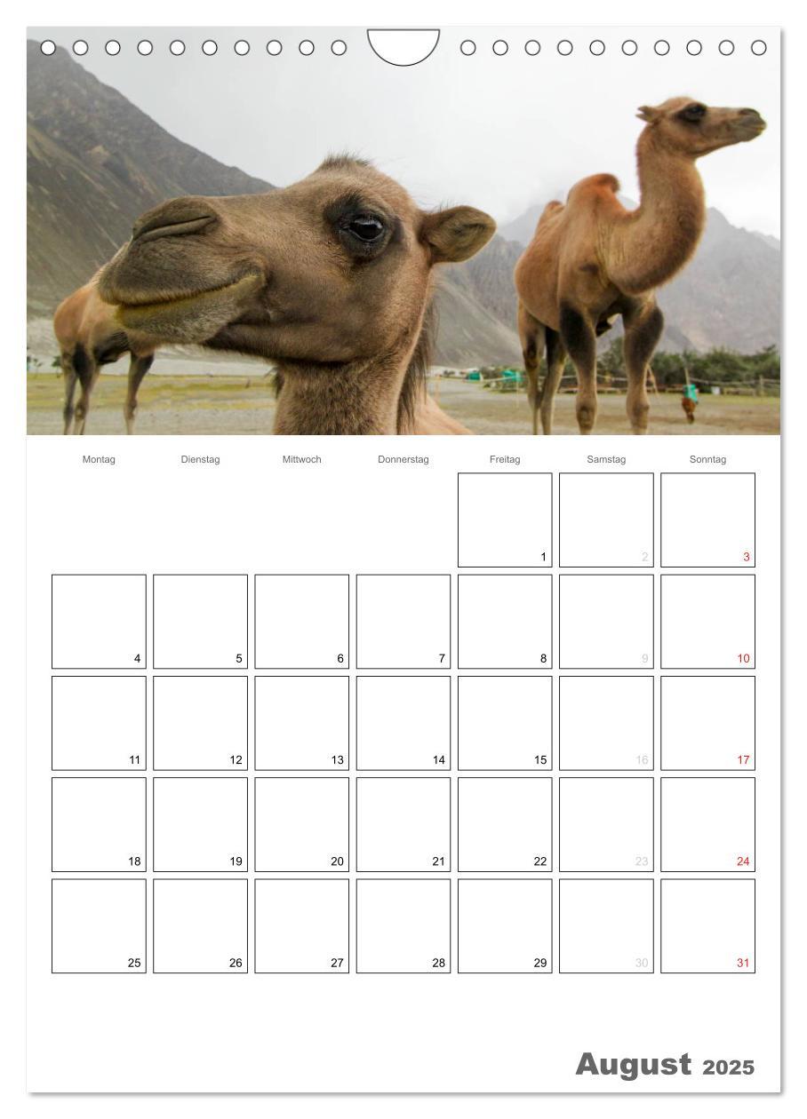 Bild: 9783457023358 | Kamel Porträt (Wandkalender 2025 DIN A4 hoch), CALVENDO Monatskalender