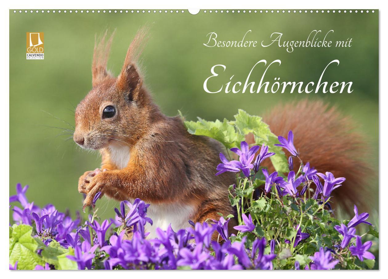 Cover: 9783435566006 | Besondere Augenblicke mit Eichhörnchen (Wandkalender 2025 DIN A2...