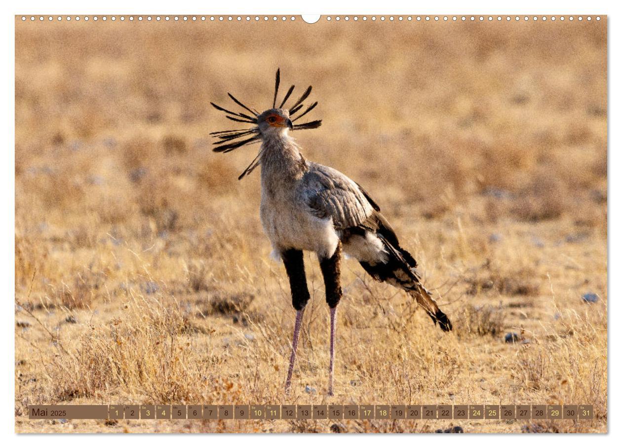 Bild: 9783383862526 | Wildlife Namibia - Etosha und Kalahari (Wandkalender 2025 DIN A2...