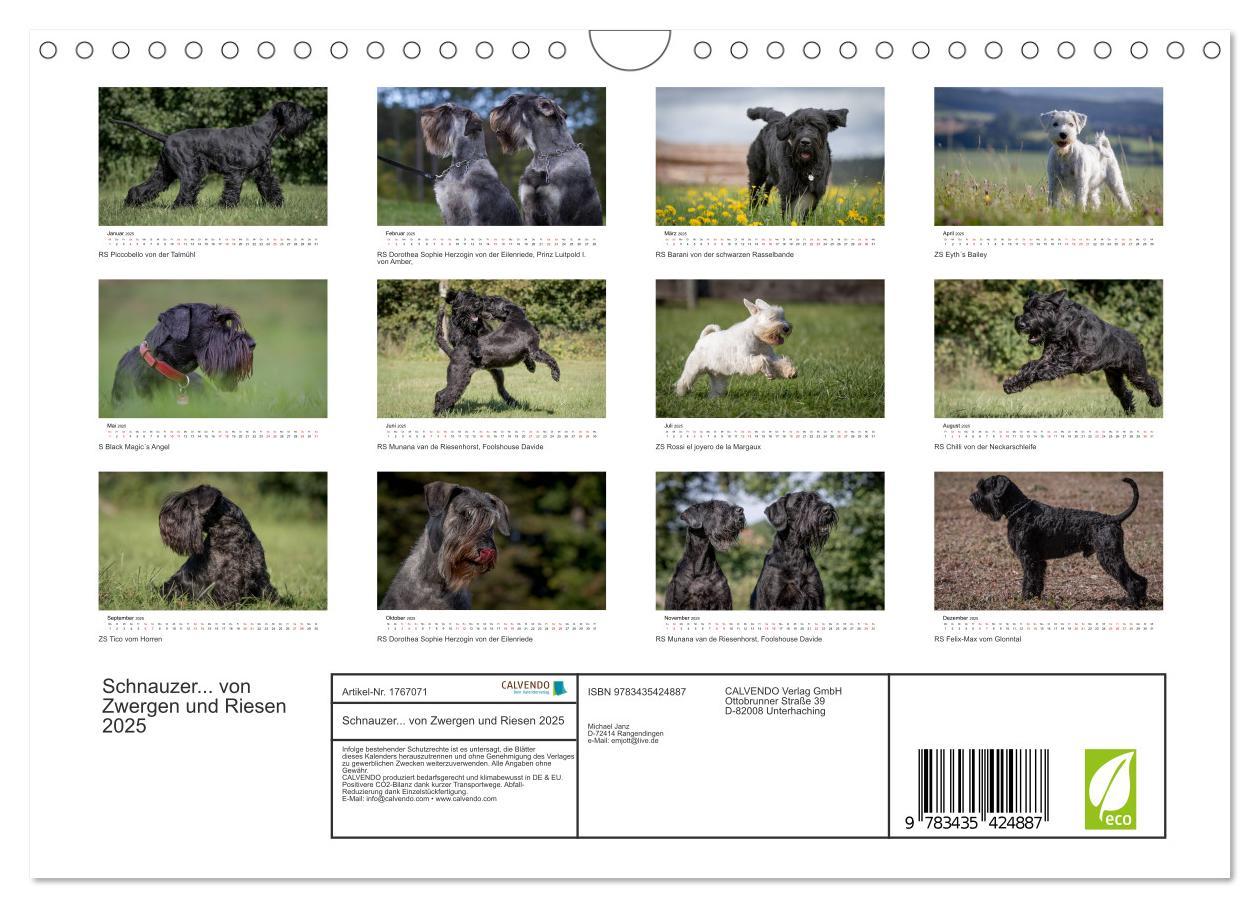 Bild: 9783435424887 | Schnauzer... von Zwergen und Riesen 2025 (Wandkalender 2025 DIN A4...