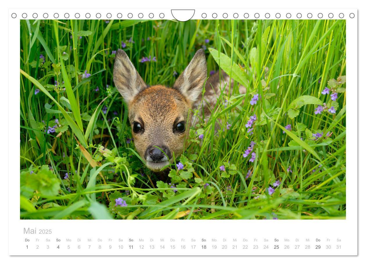 Bild: 9783435111107 | Rehwild 2025 (Wandkalender 2025 DIN A4 quer), CALVENDO Monatskalender