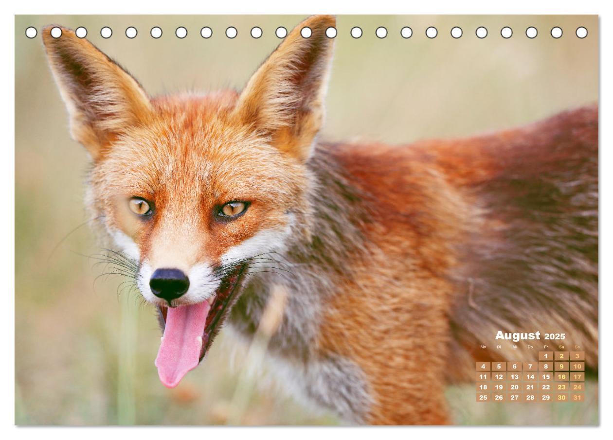 Bild: 9783383819629 | Der Fuchs: Kluger Jäger (Tischkalender 2025 DIN A5 quer), CALVENDO...