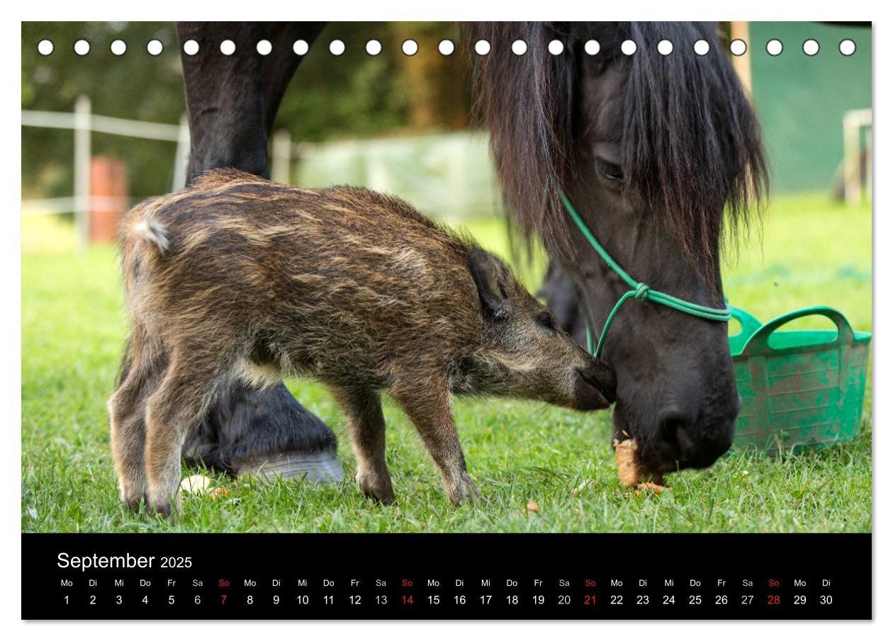 Bild: 9783435535682 | Kleine Schweinereien (Tischkalender 2025 DIN A5 quer), CALVENDO...