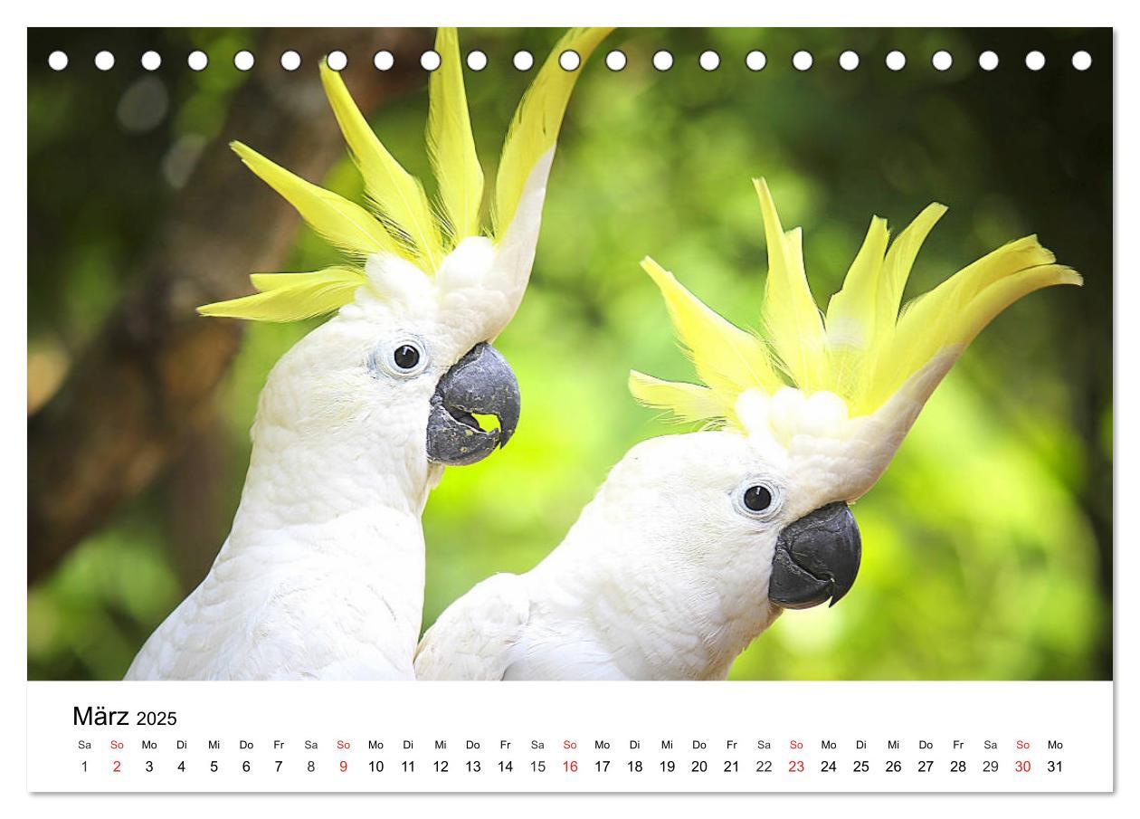 Bild: 9783435186556 | Papageien. Knallbunte Aras und Co. (Tischkalender 2025 DIN A5...