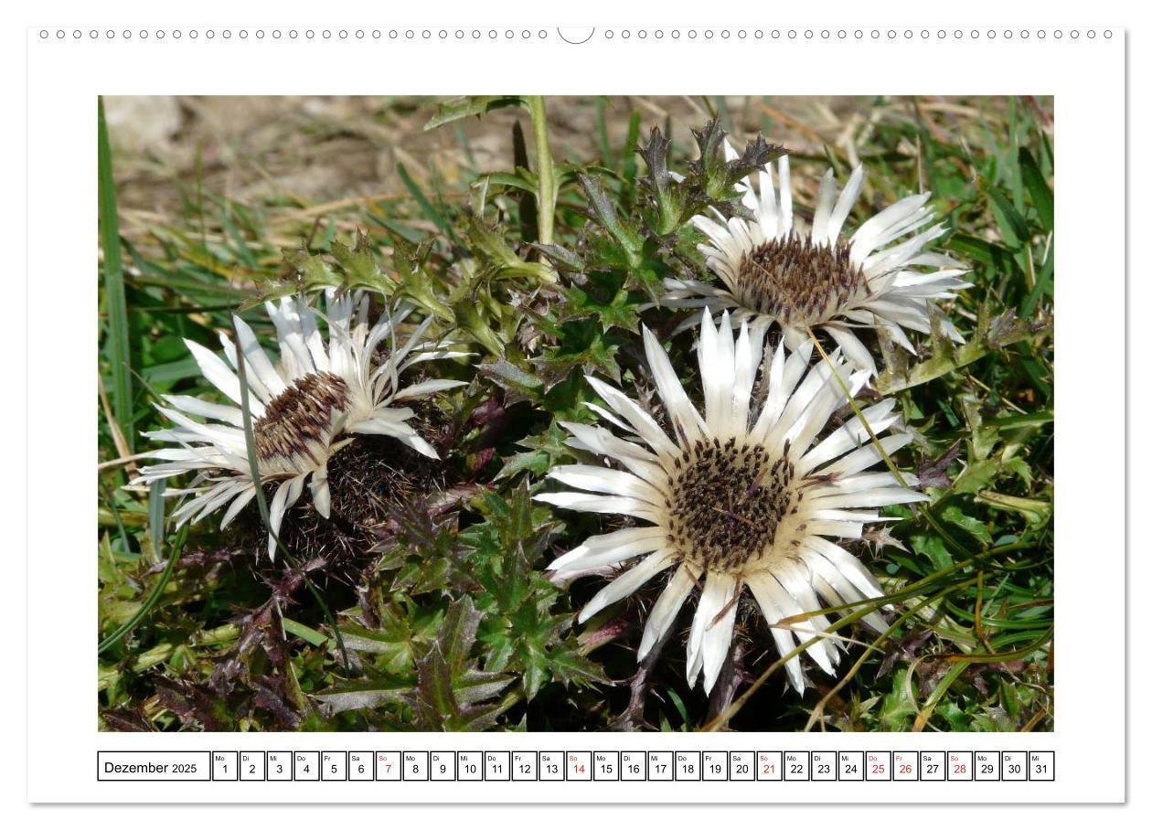 Bild: 9783435598649 | Alpenblumen. Bunte Welt in luftiger Höhe (Wandkalender 2025 DIN A2...