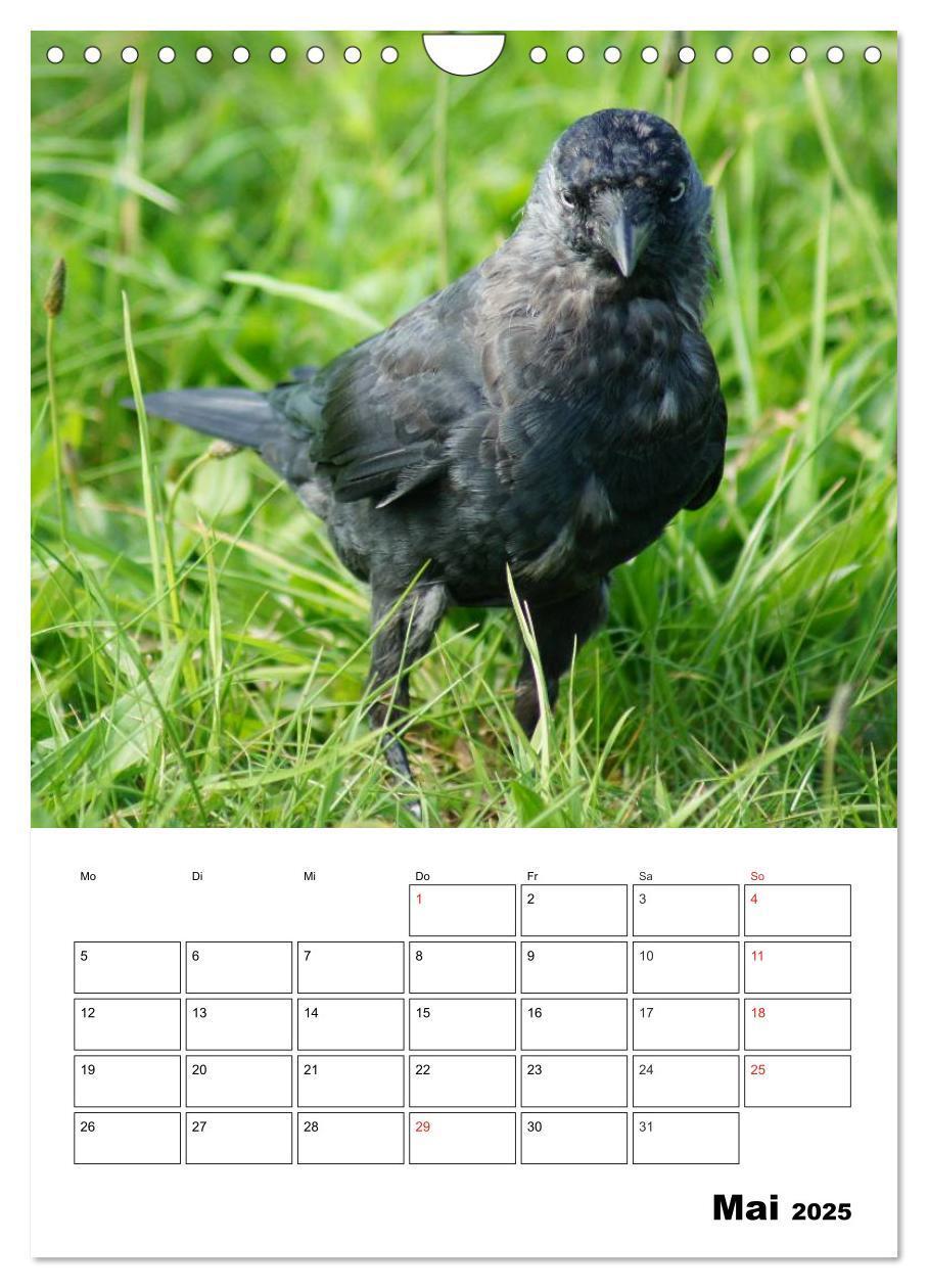 Bild: 9783457021088 | Rabenvögel Terminplaner (Wandkalender 2025 DIN A4 hoch), CALVENDO...