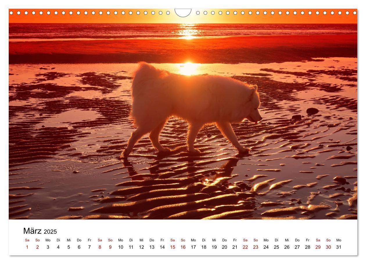 Bild: 9783435016099 | Ein Samojede am Meer (Wandkalender 2025 DIN A3 quer), CALVENDO...