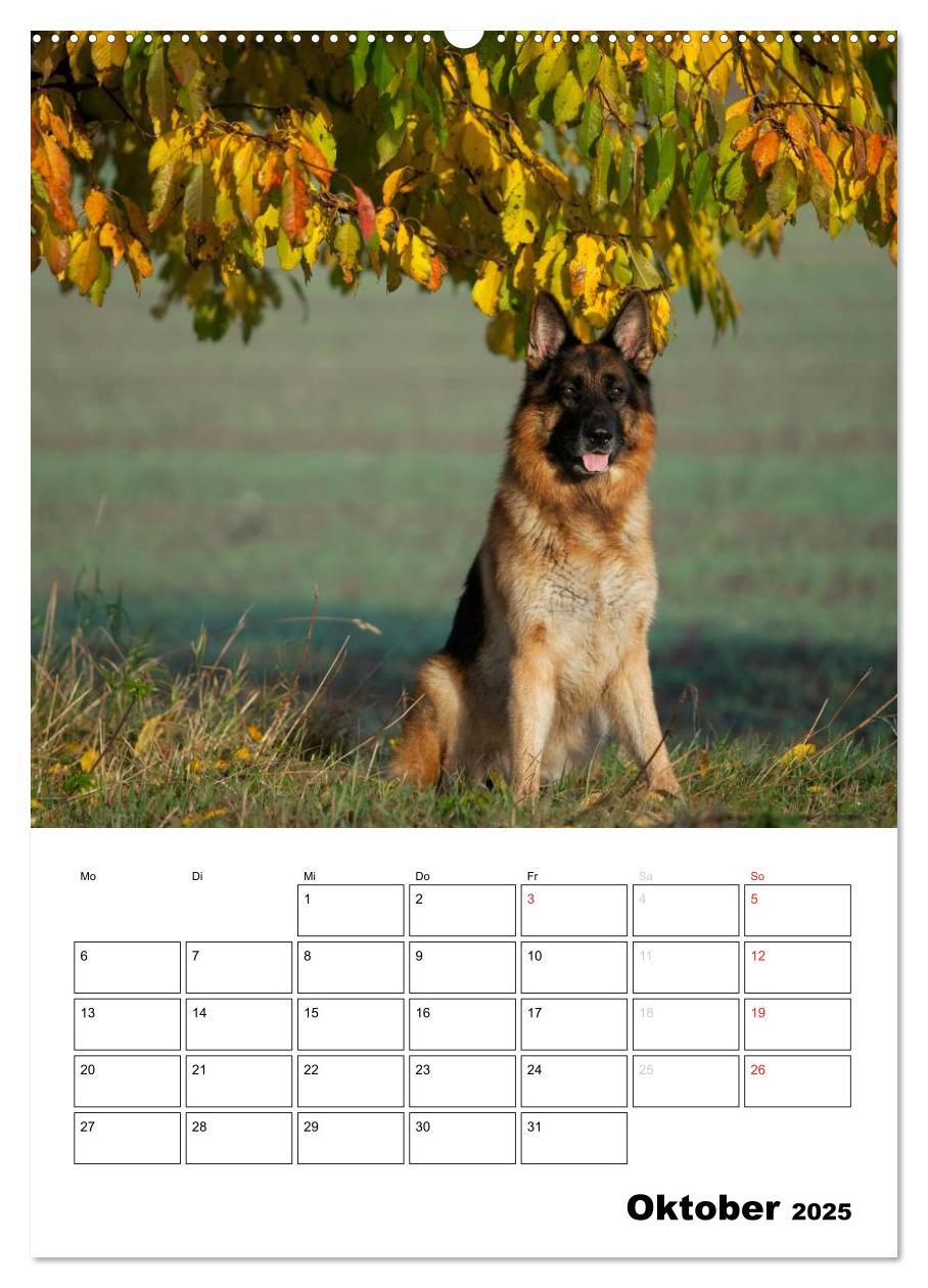 Bild: 9783457025895 | Deutsche Schäferhunde - Seelentröster auf vier Pfoten (Wandkalender...