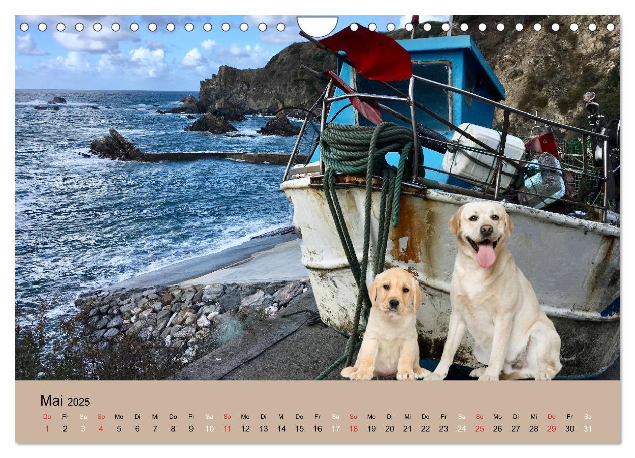 Bild: 9783435161805 | Labrador Retriever unsere Freunde (Wandkalender 2025 DIN A4 quer),...