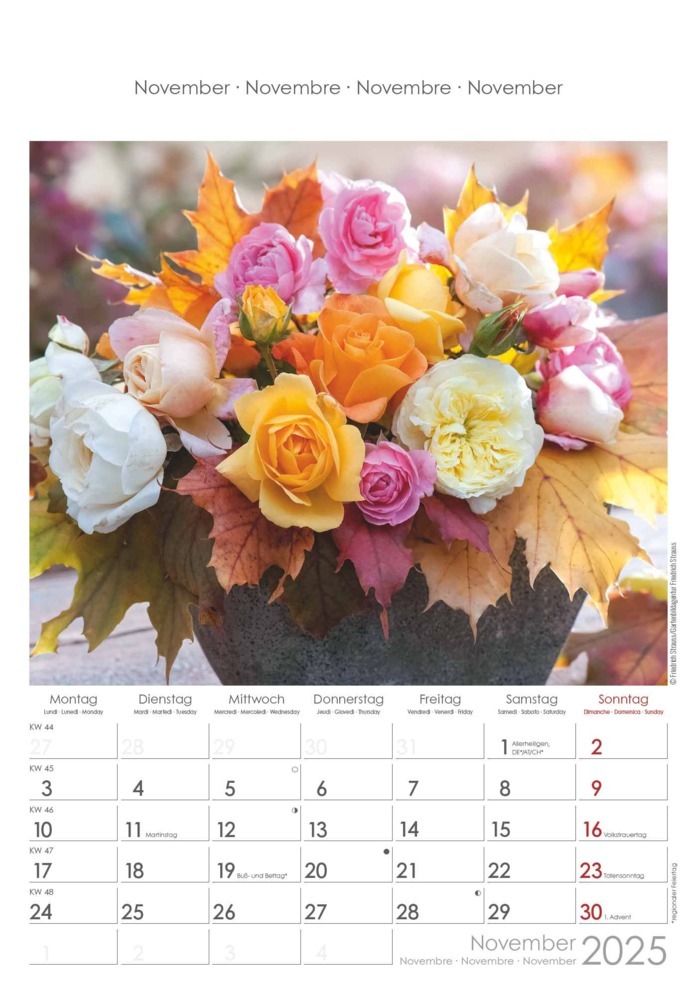 Bild: 4251732340995 | Alpha Edition - Rosenträume 2025 Bildkalender, 23,7x34cm,...