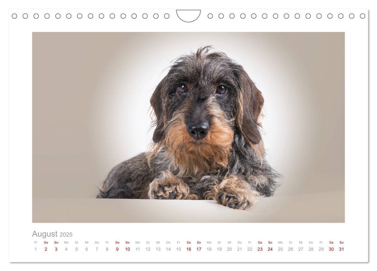 Bild: 9783435104710 | Dackelblicke - ein bezaubernder Rauhaardackel (Wandkalender 2025...