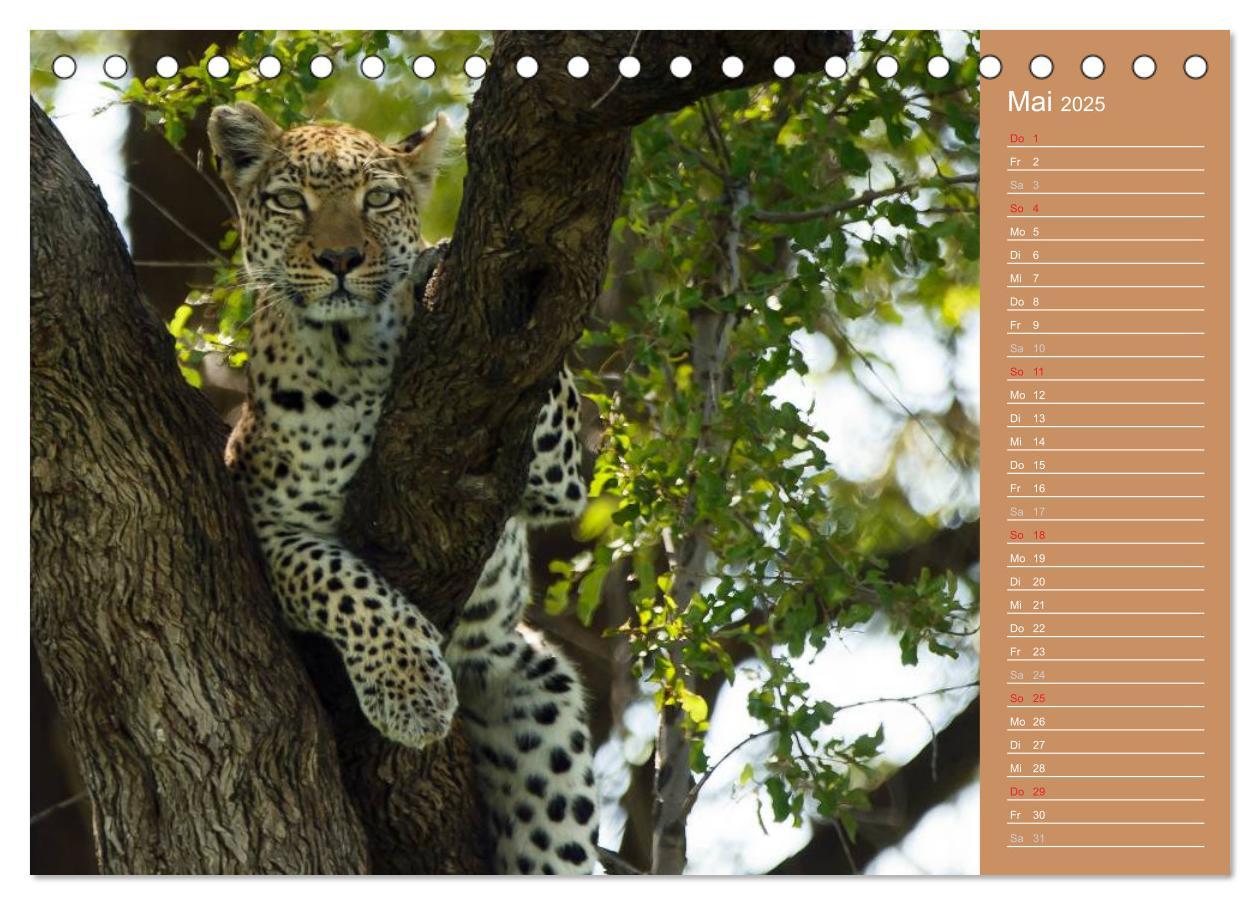 Bild: 9783435669837 | Afrika - Faszinierende Tierwelt (Tischkalender 2025 DIN A5 quer),...