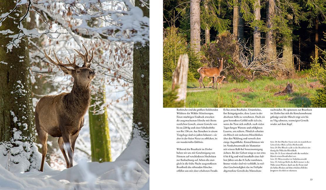 Bild: 9783981088267 | NATURERLEBNIS WILDER SCHWARZWALD | Das lebendige Mittelgebirge | Buch