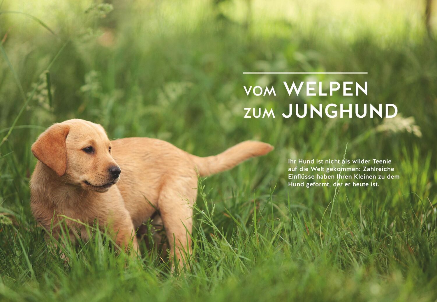 Bild: 9783833866463 | Wenn der Welpe zum halbstarken Hund wird | Sophie Strodtbeck (u. a.)