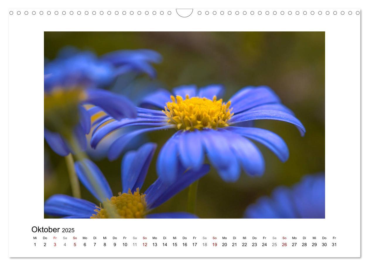 Bild: 9783435300945 | Blauer Blütentraum (Wandkalender 2025 DIN A3 quer), CALVENDO...