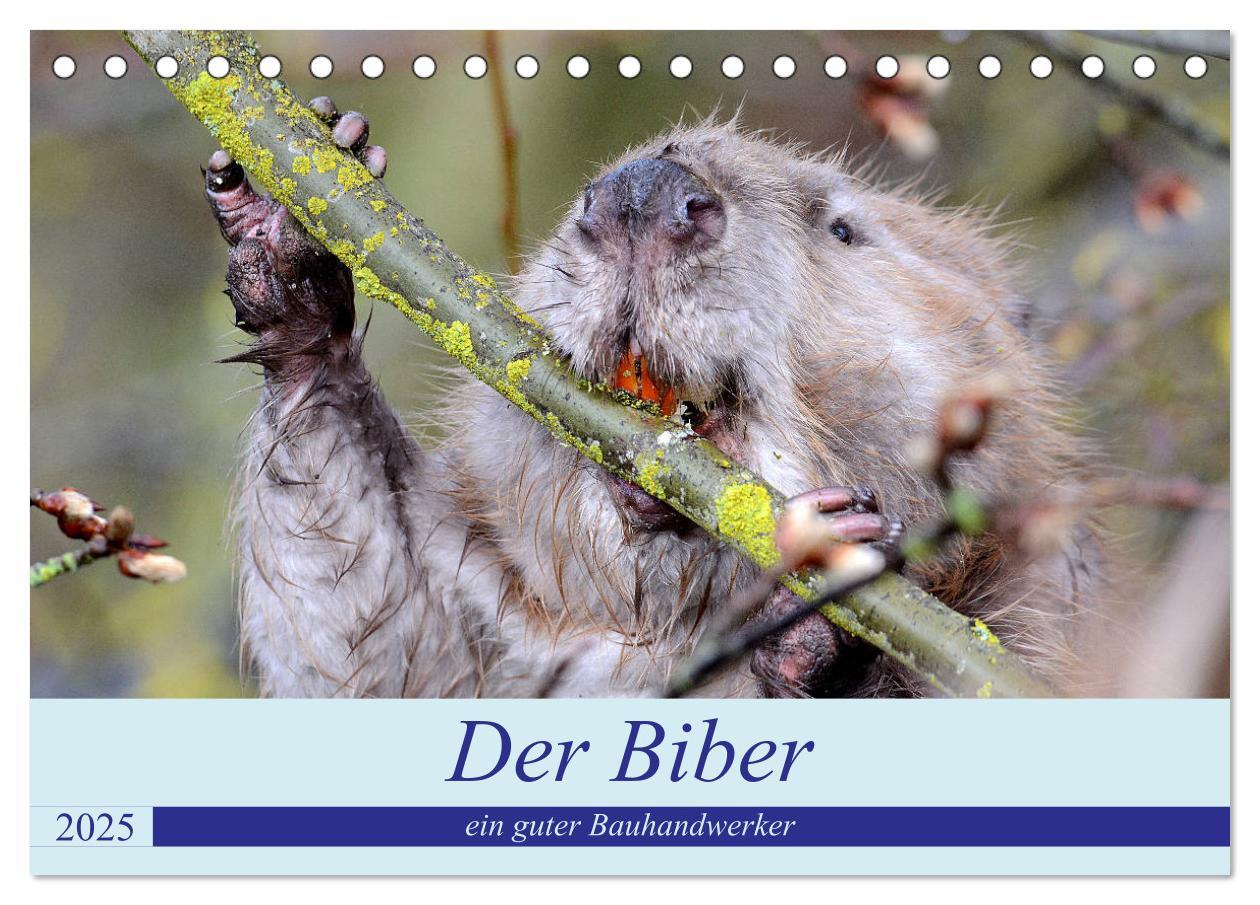 Cover: 9783435161553 | Der Biber, ein guter Bauhandwerker (Tischkalender 2025 DIN A5...