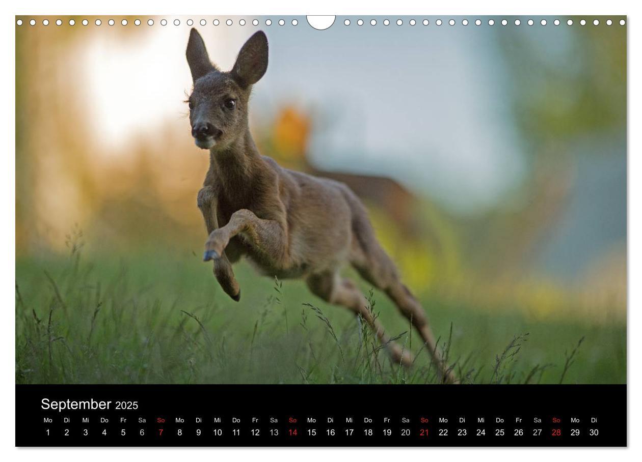 Bild: 9783435556878 | Wilde Heimat (Wandkalender 2025 DIN A3 quer), CALVENDO Monatskalender