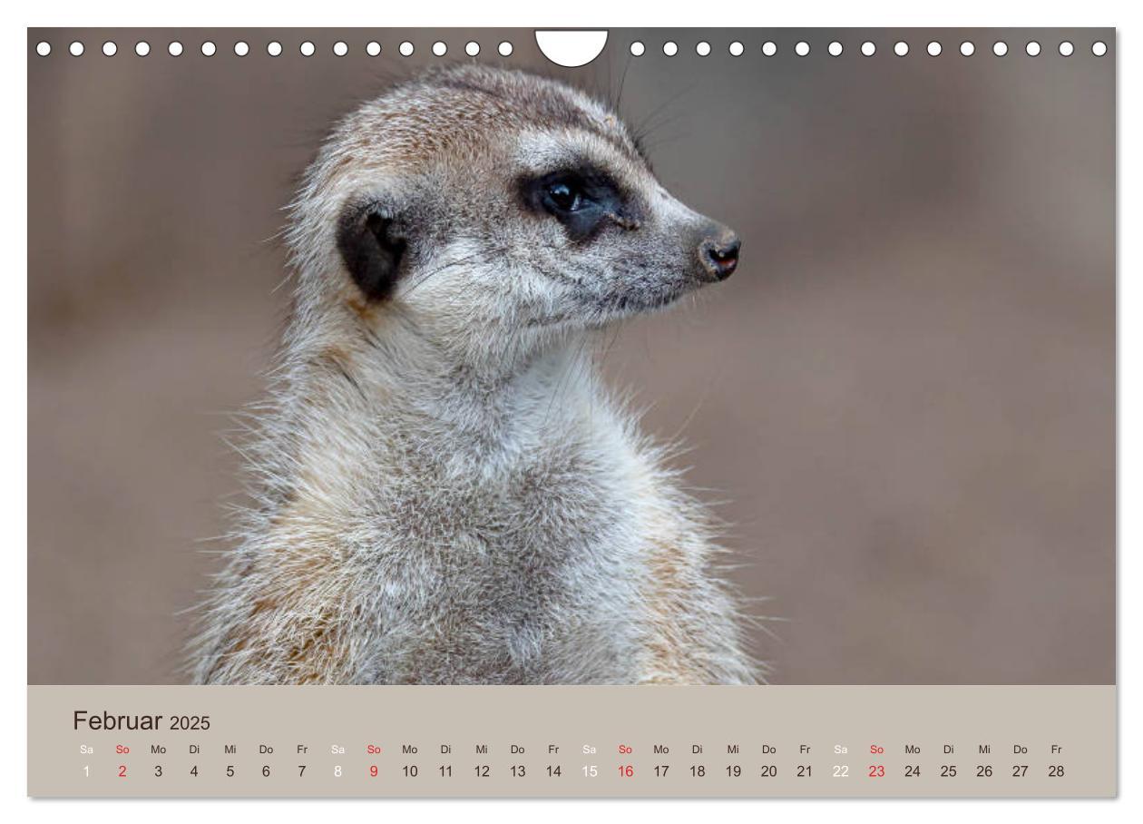 Bild: 9783435211548 | Quirlige Erdmännchen (Wandkalender 2025 DIN A4 quer), CALVENDO...