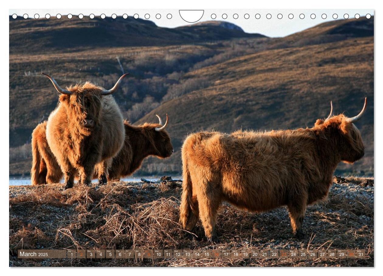 Bild: 9781325994274 | Highland Cattle - Native Breed of Scotland (Wall Calendar 2025 DIN...