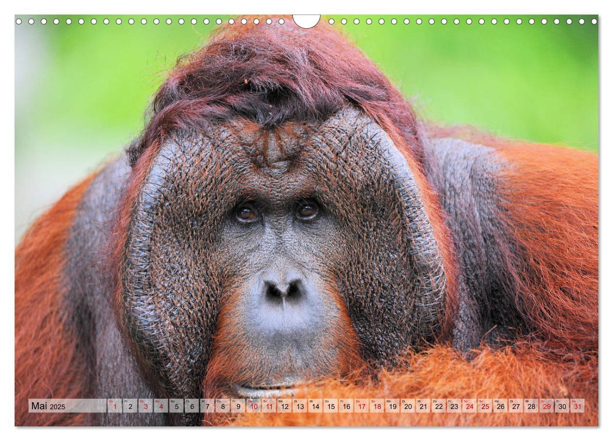 Bild: 9783435227655 | Orang Utans: Zu Besuch im Regenwald (Wandkalender 2025 DIN A3...