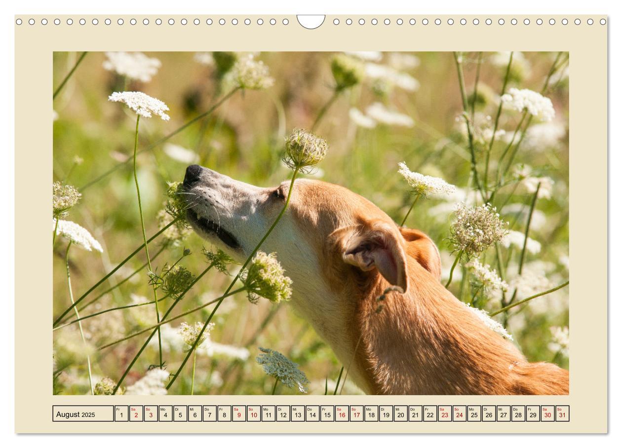 Bild: 9783383841927 | Mit dem Windhund unterwegs im zauberhaften Bergischen Land...