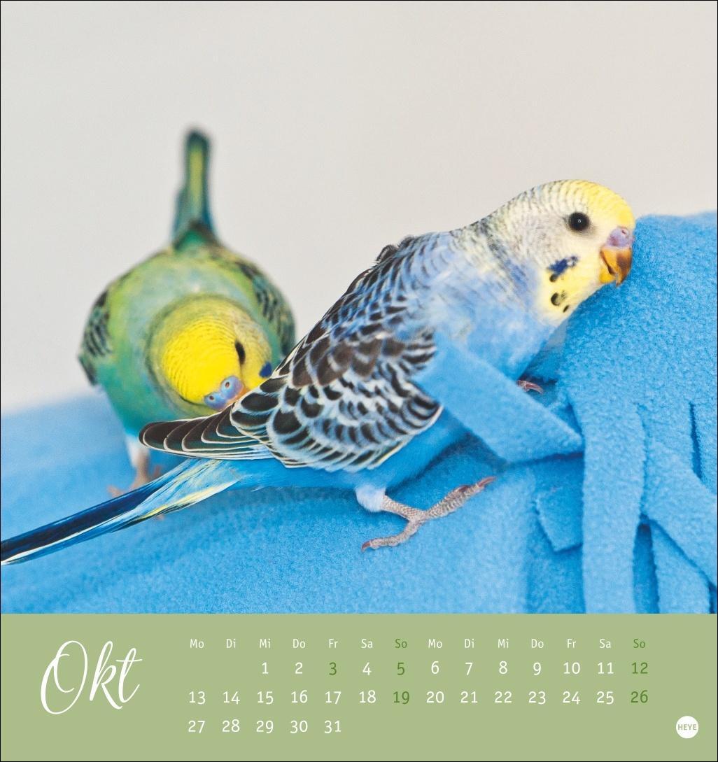 Bild: 9783756407095 | Freche Wellensittiche Postkartenkalender 2025 | Kalender | 13 S.