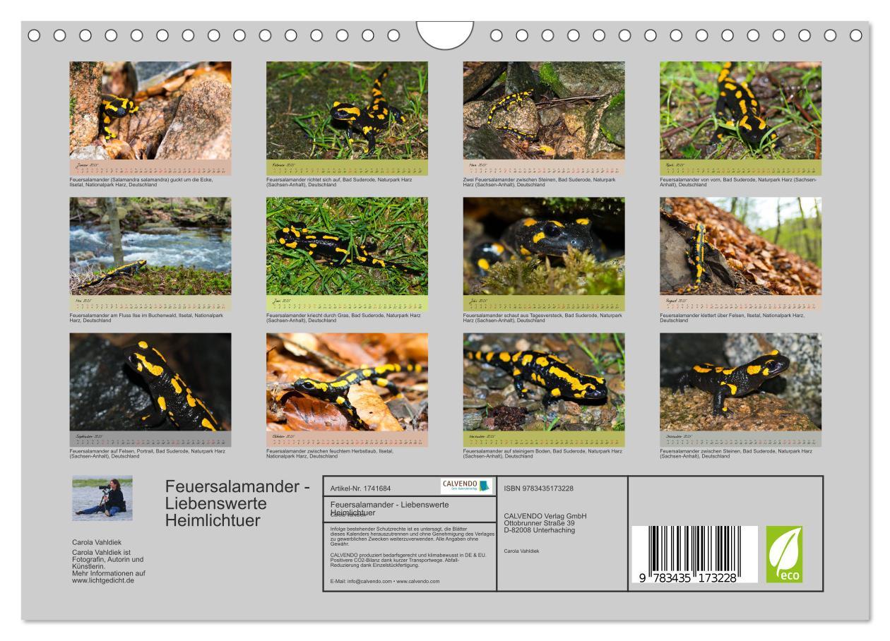 Bild: 9783435173228 | Feuersalamander - Liebenswerte Heimlichtuer (Wandkalender 2025 DIN...