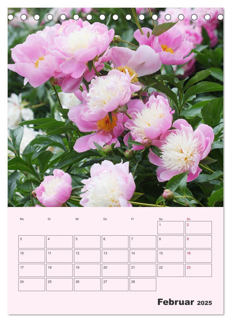 Bild: 9783435970964 | Pfingstrosen Rosen ohne Dornen (Tischkalender 2025 DIN A5 hoch),...