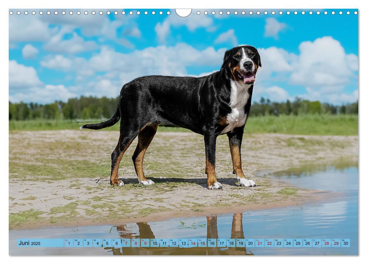 Bild: 9783457218013 | Große Schweizer - Gigantische Sennenhunde (Wandkalender 2025 DIN A3...