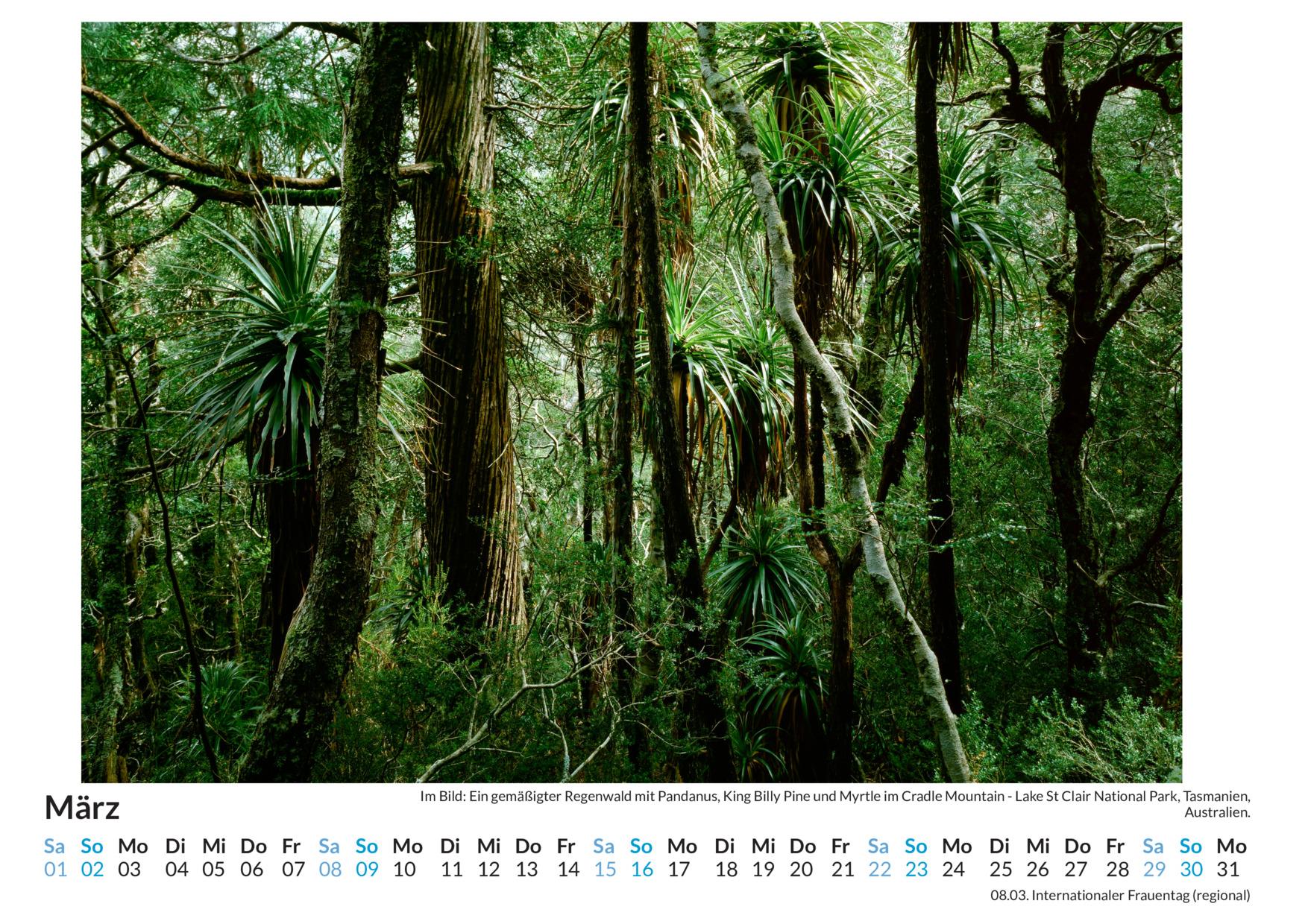 Bild: 9783759122018 | Regenwälder - (Wandkalender 2025, Kalender DIN A4 quer,...