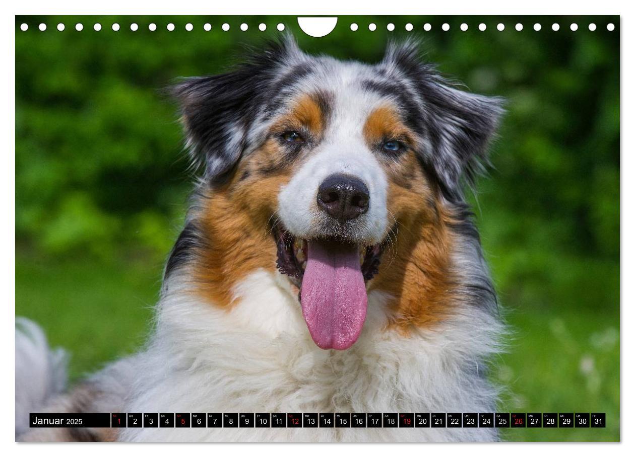 Bild: 9783435571451 | Bekannt wie ein bunter Hund. Australian Shepherd (Wandkalender 2025...