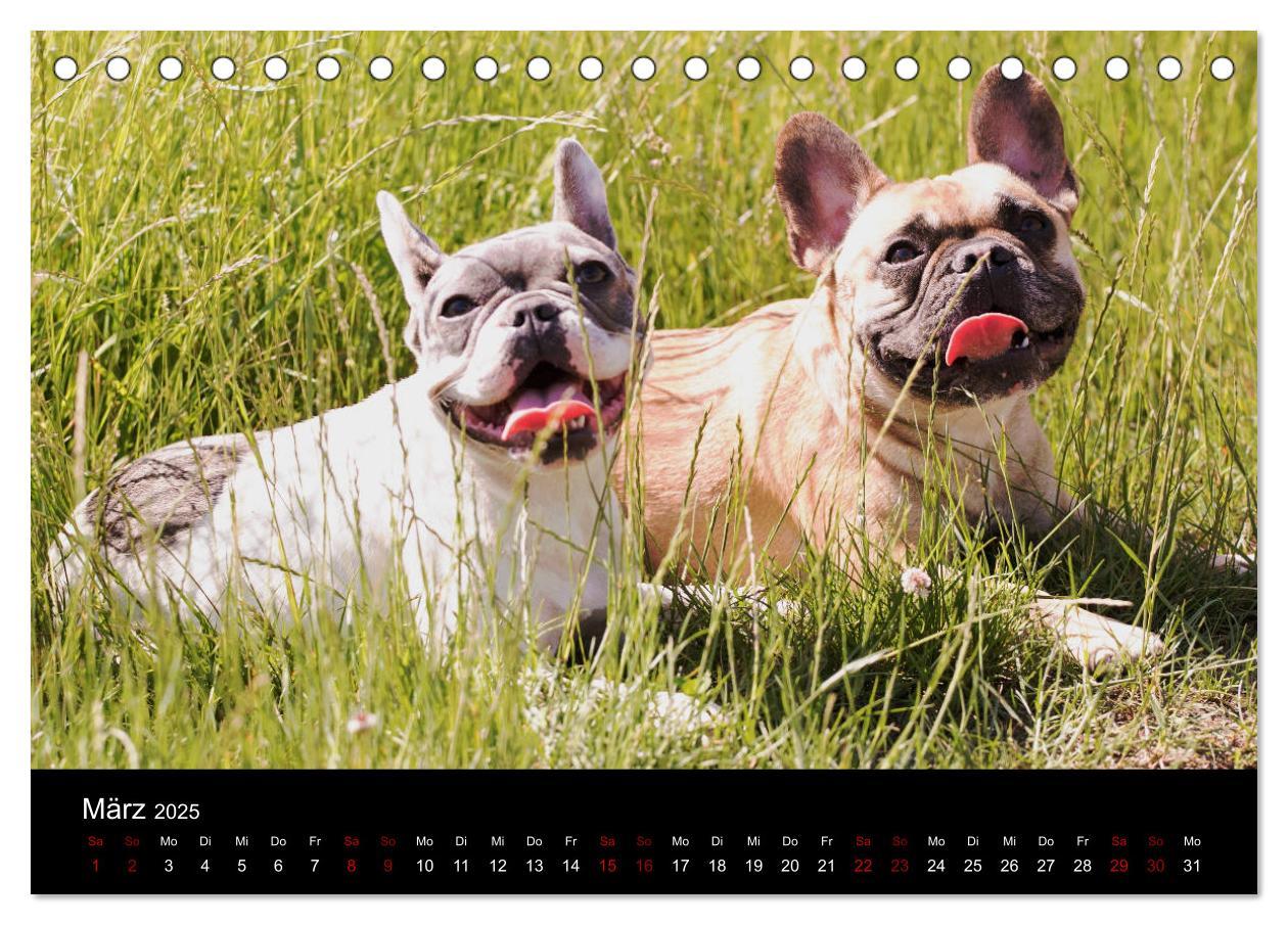 Bild: 9783435370573 | Französische Bulldoggen - Schutzengel auf 4 Pfoten (Tischkalender...