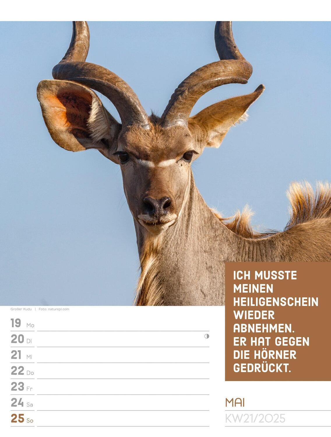 Bild: 9783838425962 | Tierisch! Sprüchekalender - Wochenplaner Kalender 2025 | Kunstverlag