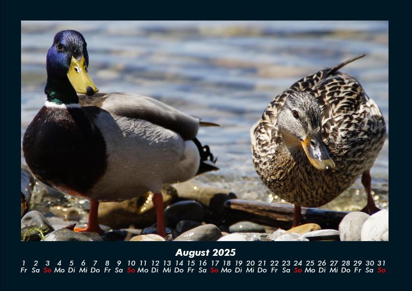 Bild: 9783755989561 | Enten 2025 Fotokalender DIN A4 | Tobias Becker | Kalender | Kalender