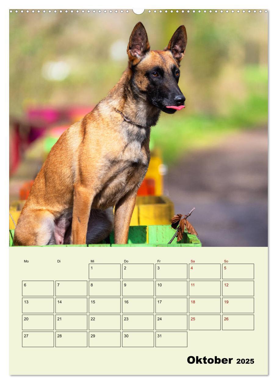 Bild: 9783435946624 | Malinois verlässliche Begleiter (Wandkalender 2025 DIN A2 hoch),...