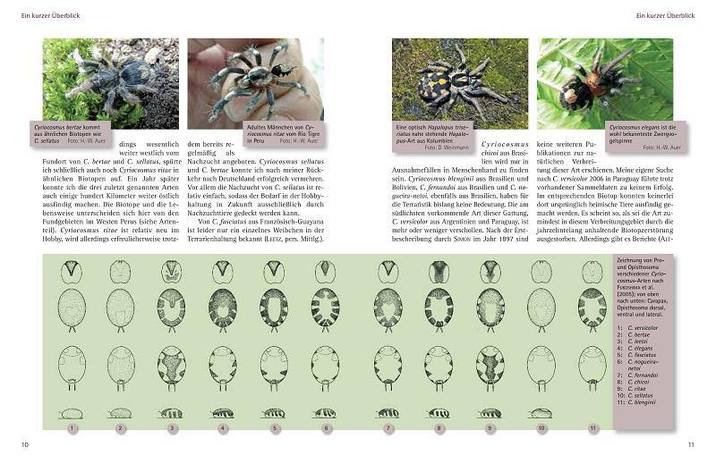 Bild: 9783866591646 | Zwergvogelspinnen | Lebensraum, Haltung, Nachzucht | Hans-Werner Auer