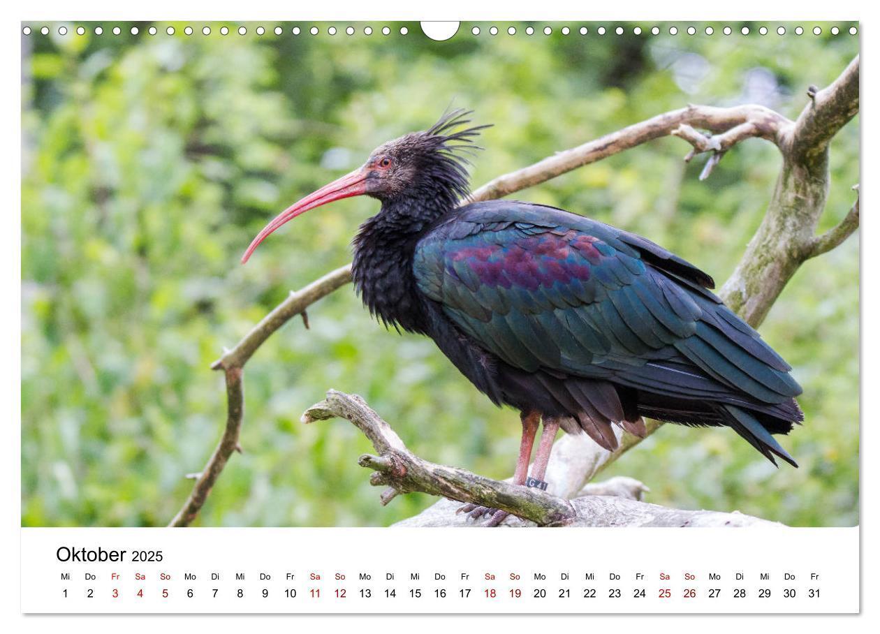 Bild: 9783435136421 | Der Waldrapp - Ein skurriler Vogel (Wandkalender 2025 DIN A3 quer),...